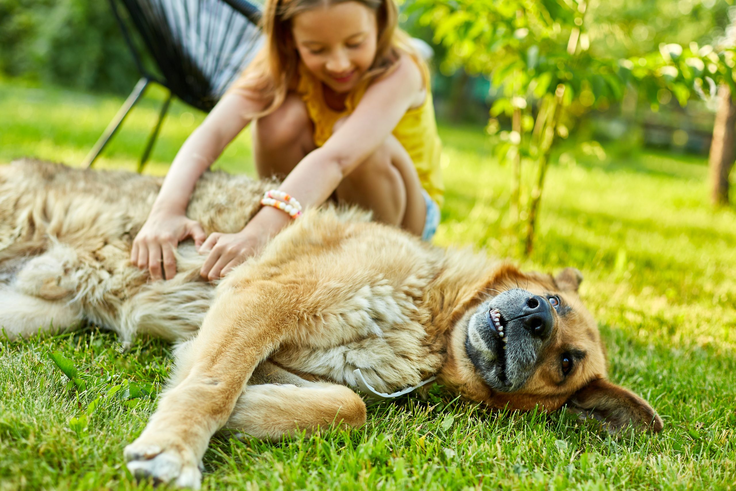 כלבנות טיפוטלית